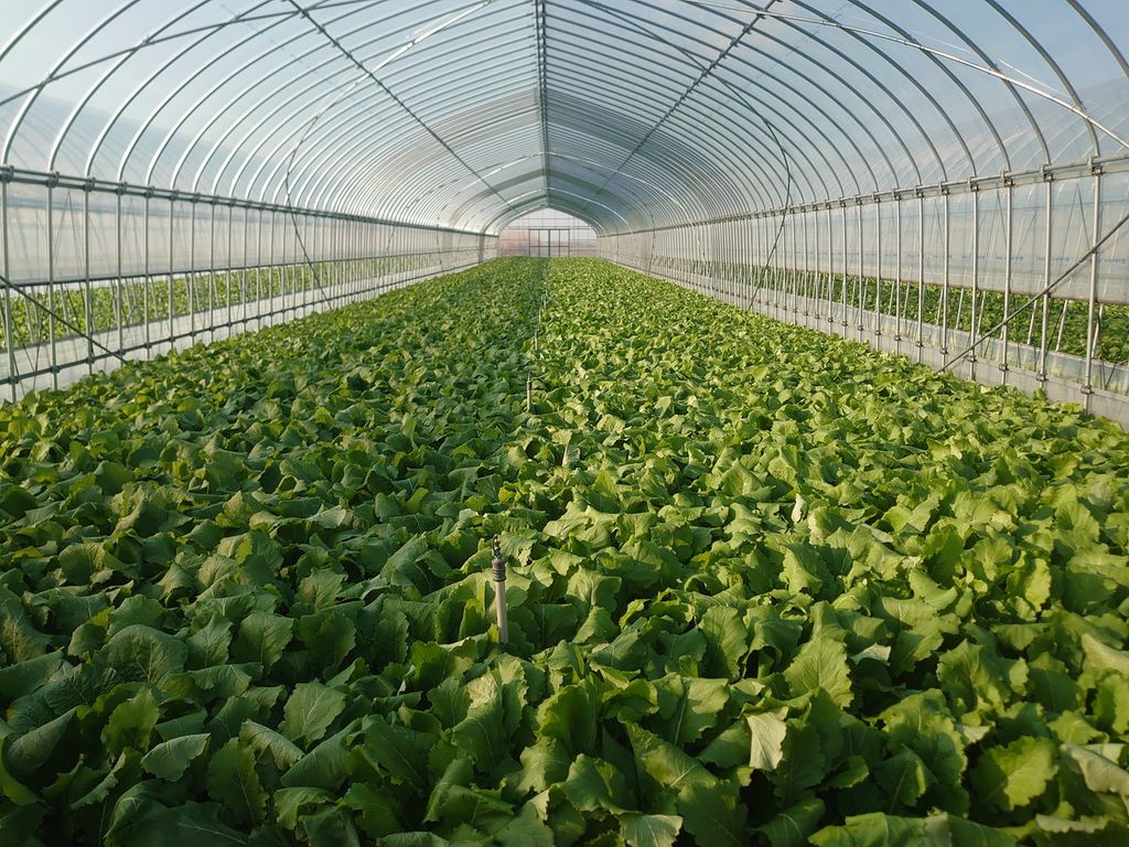 農園の紹介 / アグリファーム吉田